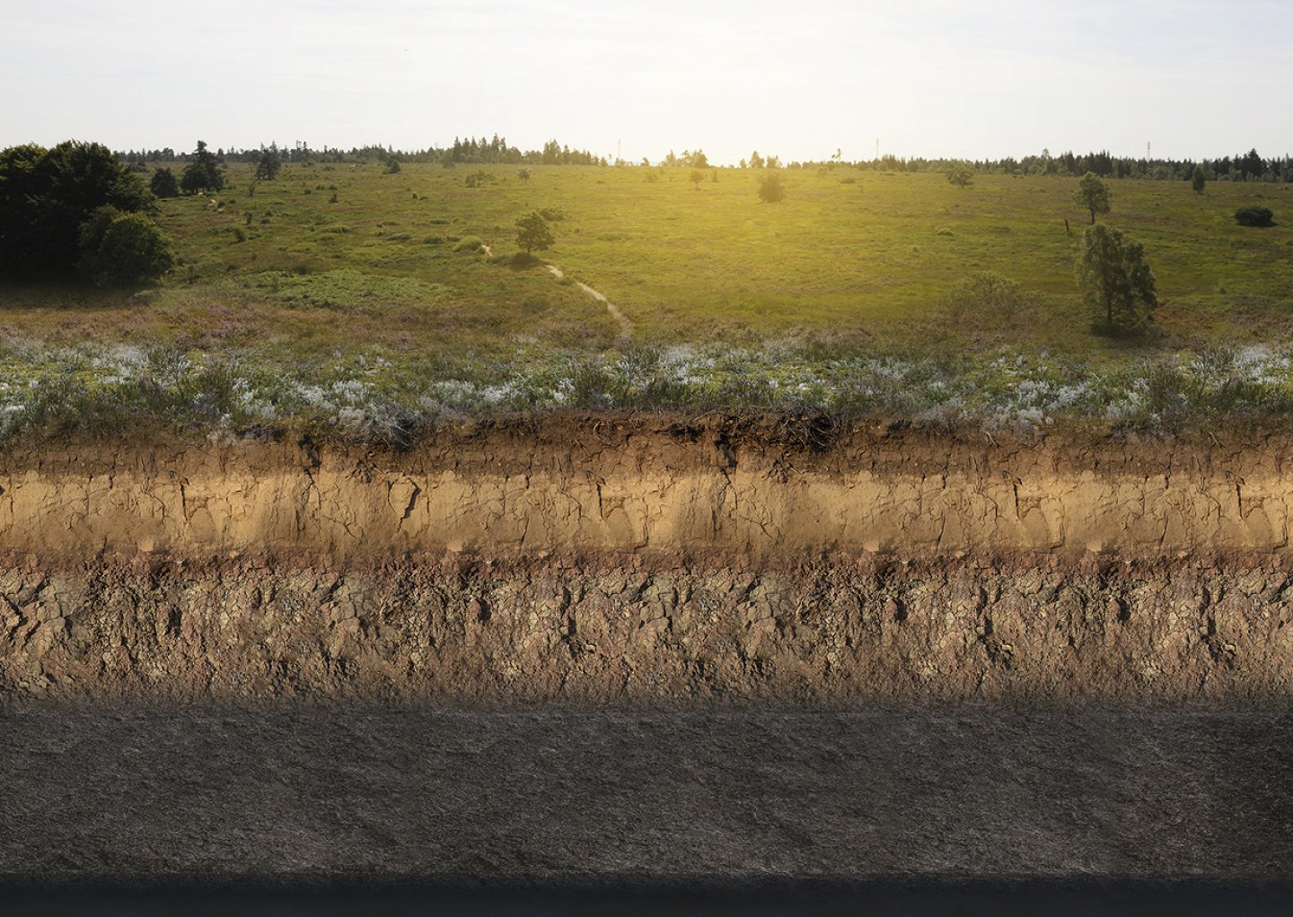 biodiversité fagnes